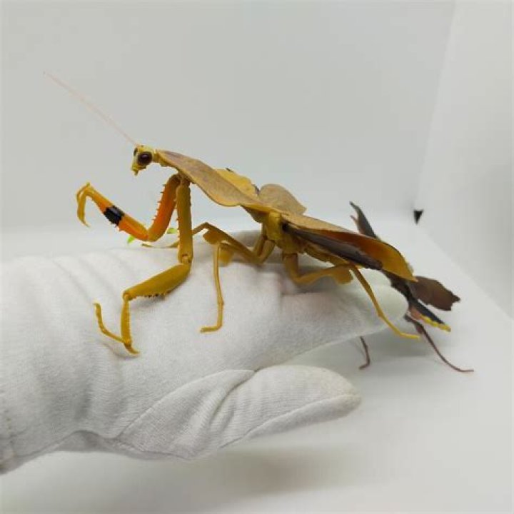 透明な証拠「カマキリ 抜け殻」—見つけ方から意味、保管まで