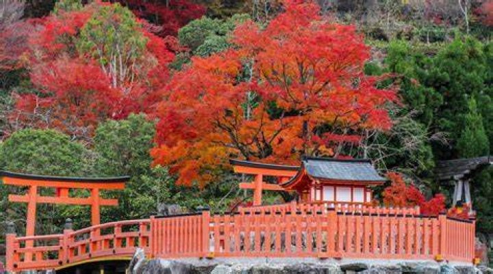 箕面ジェットのチラシ入手完全ガイド│会員限定セール情報の真実